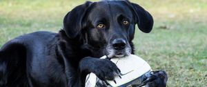 Preview wallpaper dog, ball, football, paws, muzzle