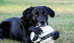 Preview wallpaper dog, ball, football, paws, muzzle