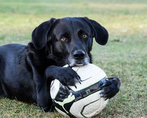 Preview wallpaper dog, ball, football, paws, muzzle