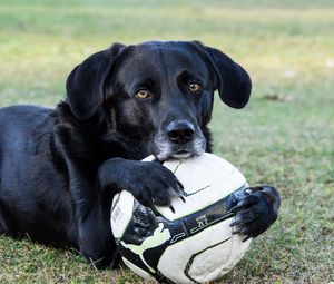 Preview wallpaper dog, ball, football, paws, muzzle