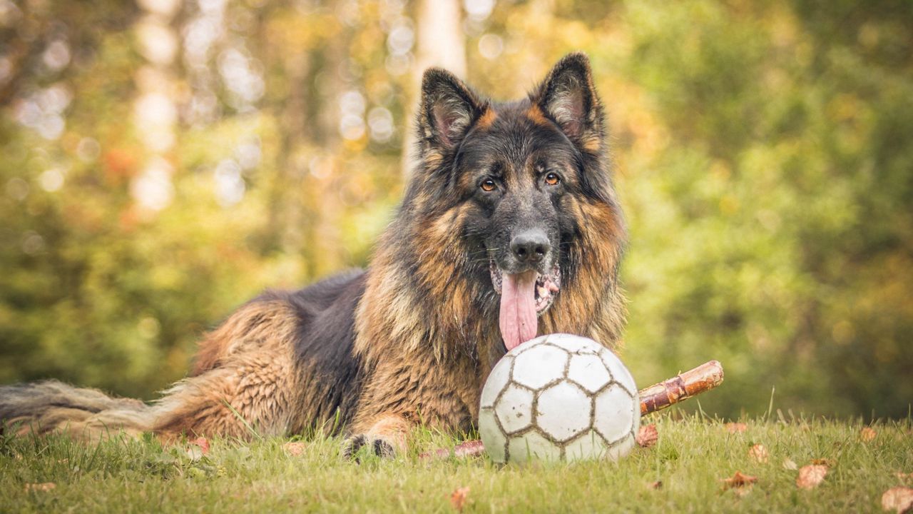 Wallpaper dog, ball, grass