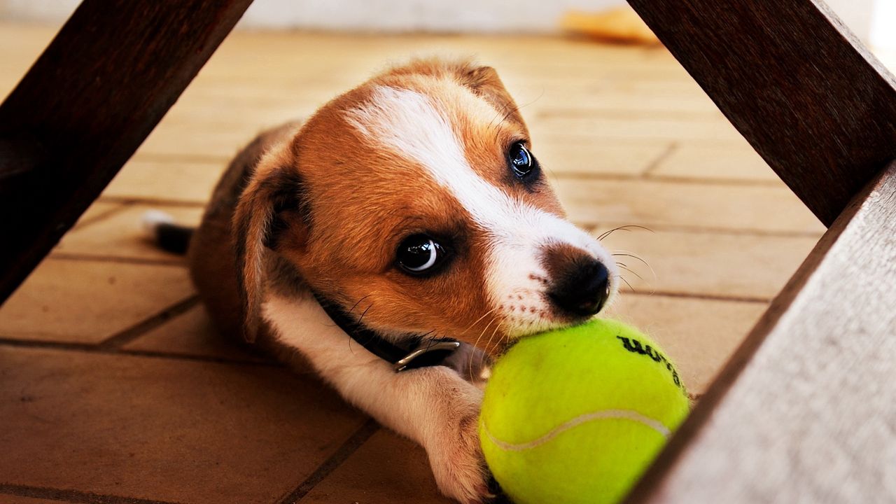 Wallpaper dog, ball, play, playful