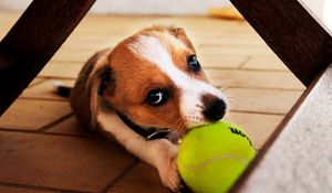 Preview wallpaper dog, ball, play, playful