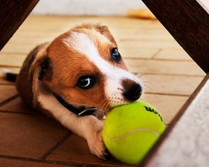 Preview wallpaper dog, ball, play, playful
