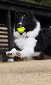 Preview wallpaper dog, ball, playful, jump