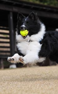 Preview wallpaper dog, ball, playful, jump