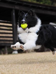 Preview wallpaper dog, ball, playful, jump