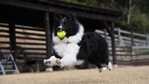 Preview wallpaper dog, ball, playful, jump