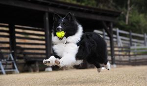 Preview wallpaper dog, ball, playful, jump