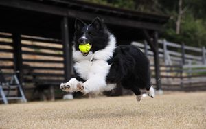 Preview wallpaper dog, ball, playful, jump