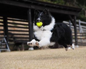 Preview wallpaper dog, ball, playful, jump