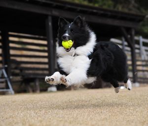 Preview wallpaper dog, ball, playful, jump