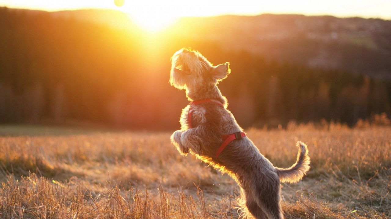 Wallpaper dog, ball, sun, jump