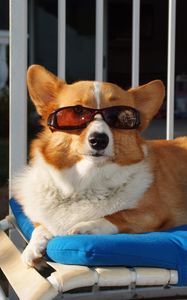 Preview wallpaper dog, ball, sunglasses, beach, lie