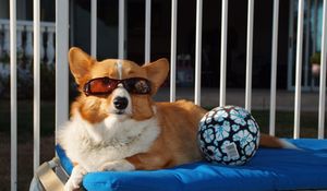 Preview wallpaper dog, ball, sunglasses, beach, lie