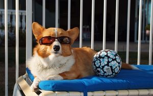 Preview wallpaper dog, ball, sunglasses, beach, lie