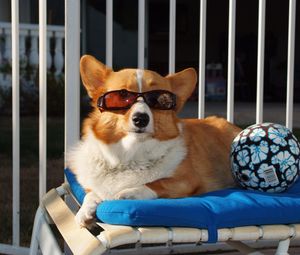 Preview wallpaper dog, ball, sunglasses, beach, lie