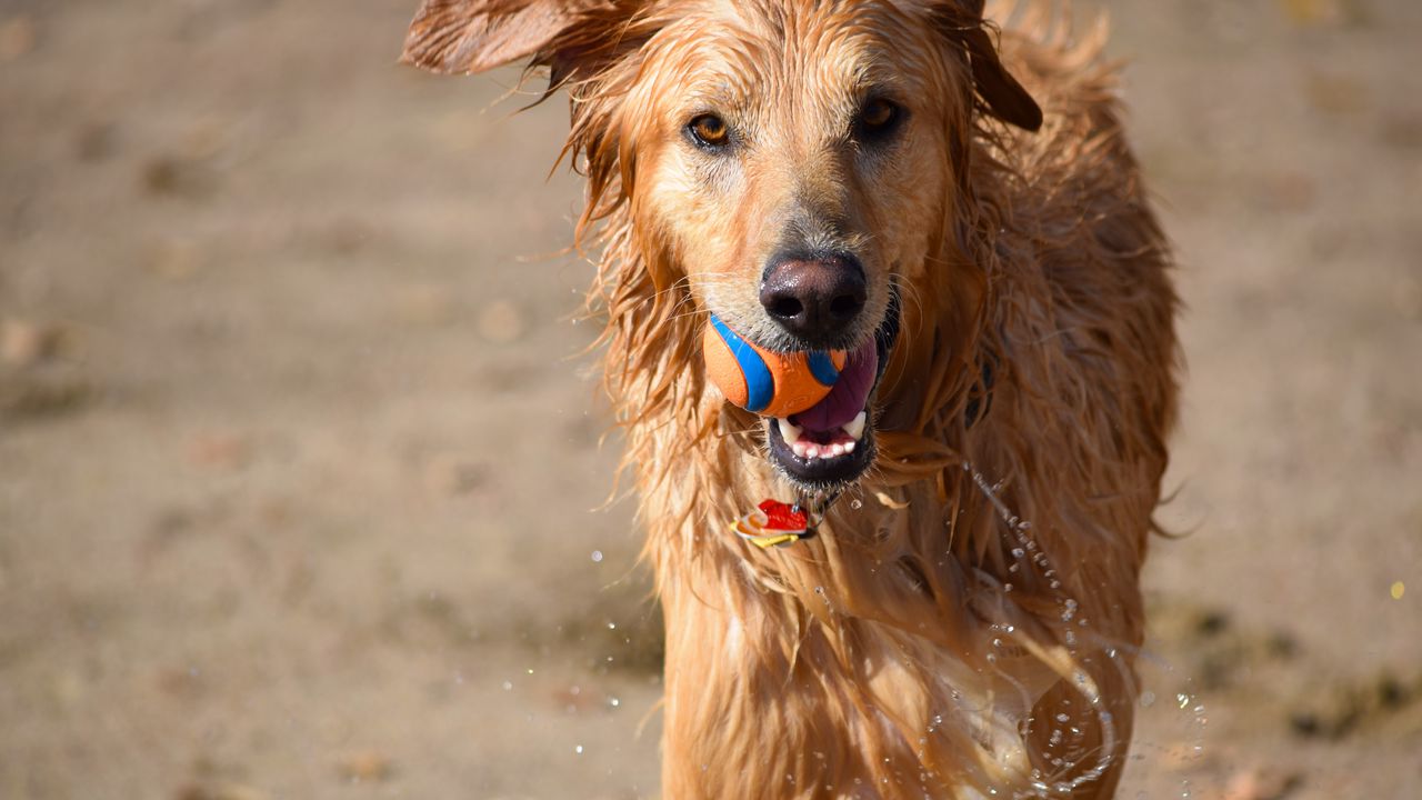 Wallpaper dog, ball, water, wet, playful