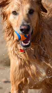 Preview wallpaper dog, ball, water, wet, playful