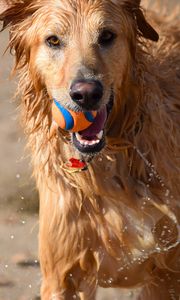 Preview wallpaper dog, ball, water, wet, playful