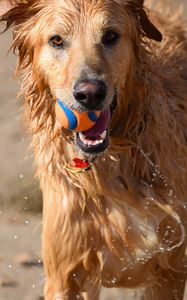 Preview wallpaper dog, ball, water, wet, playful