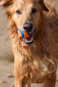 Preview wallpaper dog, ball, water, wet, playful