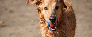 Preview wallpaper dog, ball, water, wet, playful