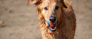 Preview wallpaper dog, ball, water, wet, playful