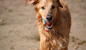 Preview wallpaper dog, ball, water, wet, playful