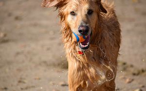 Preview wallpaper dog, ball, water, wet, playful