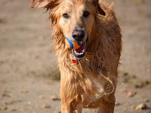 Preview wallpaper dog, ball, water, wet, playful