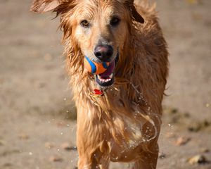 Preview wallpaper dog, ball, water, wet, playful