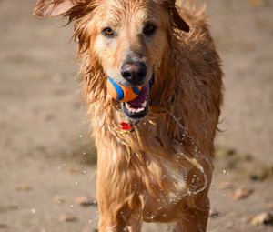 Preview wallpaper dog, ball, water, wet, playful