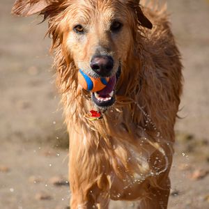 Preview wallpaper dog, ball, water, wet, playful