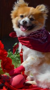 Preview wallpaper dog, bandana, flowers, romance, grass, walk