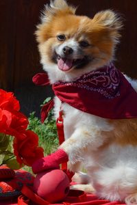 Preview wallpaper dog, bandana, flowers, romance, grass, walk
