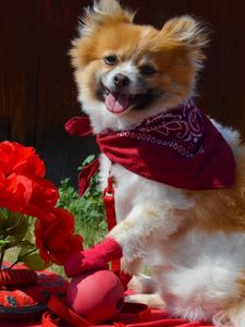 Preview wallpaper dog, bandana, flowers, romance, grass, walk