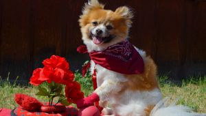 Preview wallpaper dog, bandana, flowers, romance, grass, walk