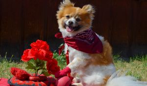 Preview wallpaper dog, bandana, flowers, romance, grass, walk