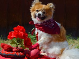 Preview wallpaper dog, bandana, flowers, romance, grass, walk