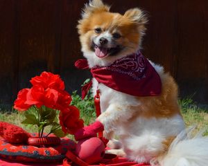 Preview wallpaper dog, bandana, flowers, romance, grass, walk