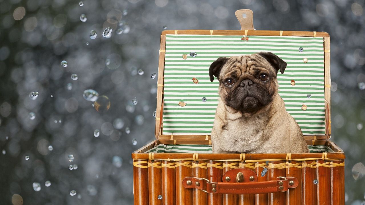 Wallpaper dog, basket, sit