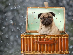 Preview wallpaper dog, basket, sit