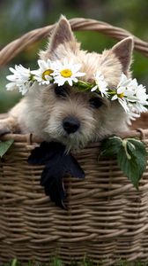 Preview wallpaper dog, basket, wreath, flowers