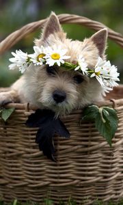 Preview wallpaper dog, basket, wreath, flowers