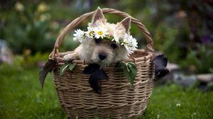 Preview wallpaper dog, basket, wreath, flowers