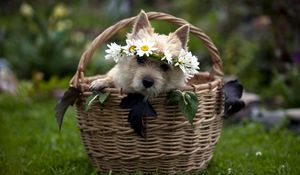 Preview wallpaper dog, basket, wreath, flowers