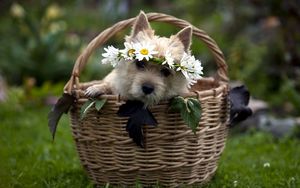 Preview wallpaper dog, basket, wreath, flowers