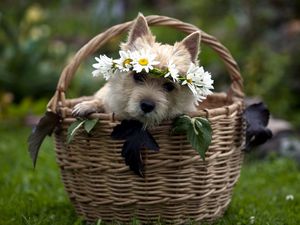 Preview wallpaper dog, basket, wreath, flowers