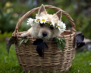 Preview wallpaper dog, basket, wreath, flowers